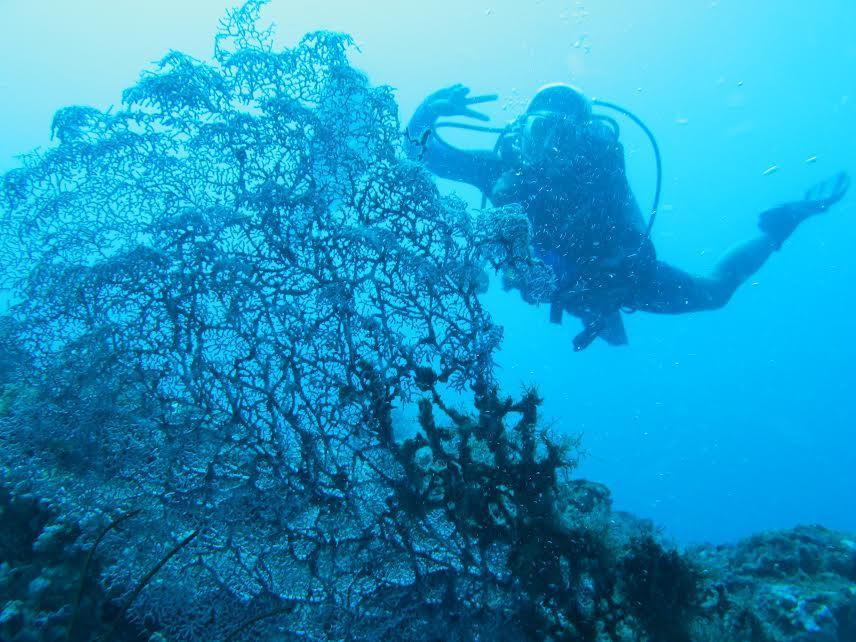 Anilao Scuba Dive Center Hotel Batangas Exterior foto