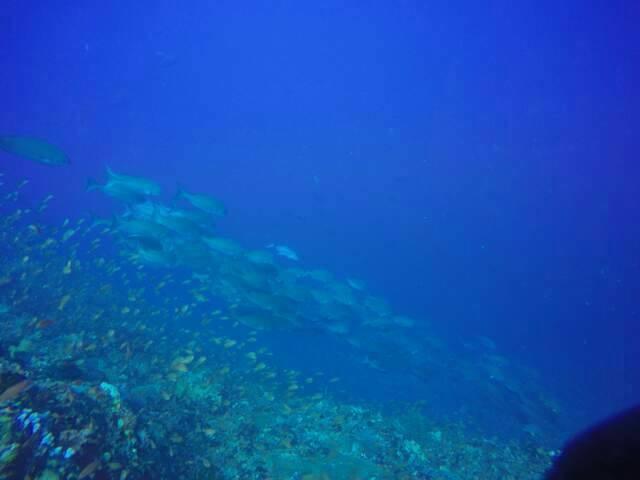 Anilao Scuba Dive Center Hotel Batangas Exterior foto
