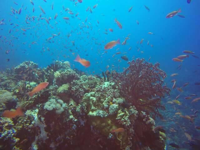 Anilao Scuba Dive Center Hotel Batangas Exterior foto
